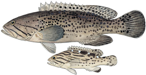 Cat-faced Rockcod