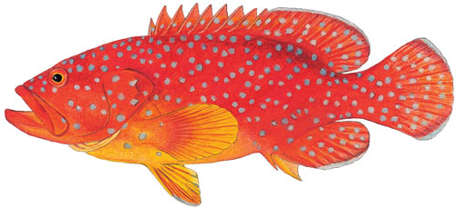 Coral Rockcod