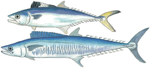 King Mackeral or Barracuda or Couta or Cuta or Spanish Mackerel