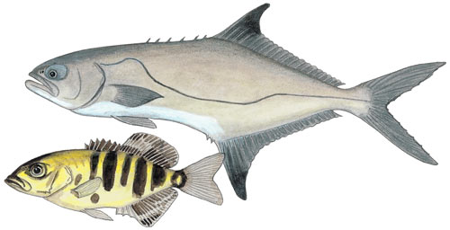 Garrick or Leervis or Leerfish