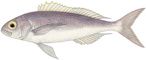 Rosy or Crimson Jobfish