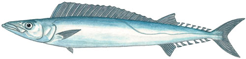 Cape Snoek