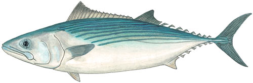 Striped Bonito