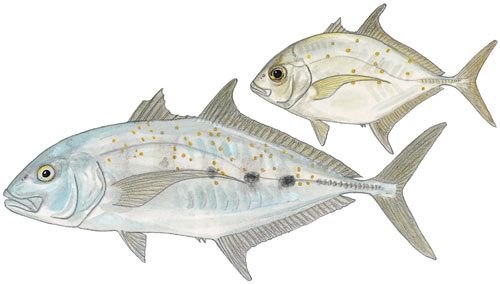 Yellowspotted Kingfish
